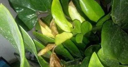What to do when the leaves of the Money Tree turn yellow, reasons for yellowing leaves of the Money Tree, and a comprehensive care guide2
