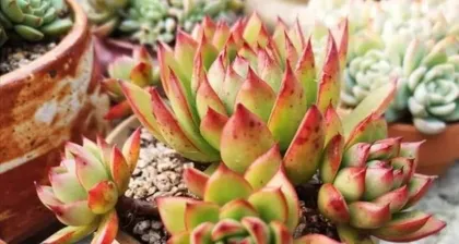 How to Get Aloe Through the Winter? (Aloe Care Guide to Keep It Thriving in the Winter)1