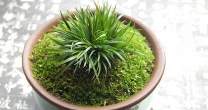 How to cultivate iris pot landscapes: Full analysis of soil, light, water, and pruning1
