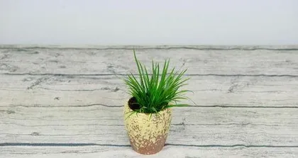 How to cultivate iris pot landscapes: Full analysis of soil, light, water, and pruning2
