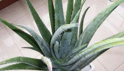 How to Get Aloe Through the Winter? (Aloe Care Guide to Keep It Thriving in the Winter)2