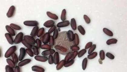 How to distinguish the varieties of winter flowering plum, winter flowering plum variety identification guide