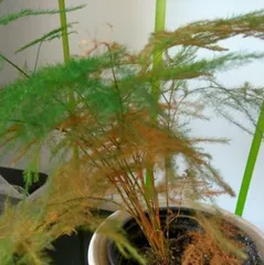 How to rescue yellowing Asparagus Fern leaves: Comprehensive analysis and rescue methods