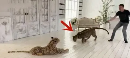What is the effect of placing a leopard skin indoors? Interpretation of mysterious power and Feng Shui symbolism