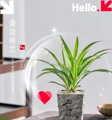 How to care for a Golden Edge Chlorophytum to bloom? (Create a green home, enjoy a natural life)