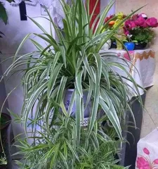 How to care for a Golden Edge Chlorophytum to bloom? (Create a green home, enjoy a natural life)1