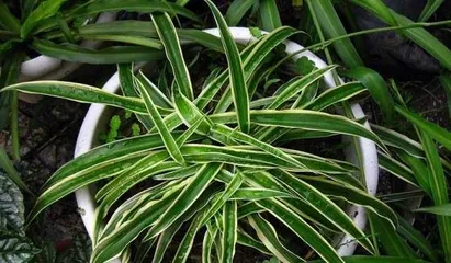How to care for a Golden Edge Chlorophytum to bloom? (Create a green home, enjoy a natural life)2