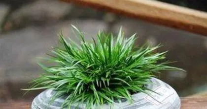 How to grow iris, a comprehensive analysis from seed selection to maintenance