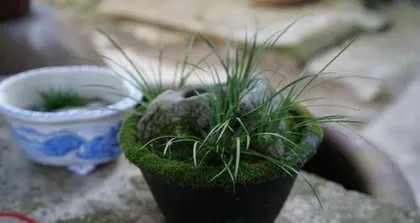 How to grow iris, a comprehensive analysis from seed selection to maintenance1