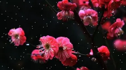 What is the meaning of plum blossoms? Symbol of resilience and noble character, the proud flower in winter snow.