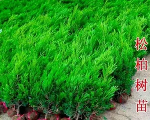A Complete Guide to Indoor Care of Dragon Spruce (Making Your Living Space More Vibrant!)0
