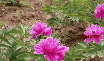 How to care for peony flowers? (Mainly water care to make the flowers more beautiful)0