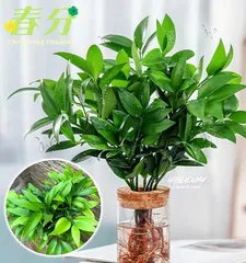 A Complete Guide to Indoor Care of Dragon Spruce (Making Your Living Space More Vibrant!)1