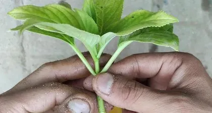 How long after transplantation can cuttings be taken? How long after transplantation is it suitable to conduct experiments on cuttings?