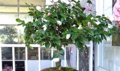 How to grow potted camellias, from soil to pest and disease control