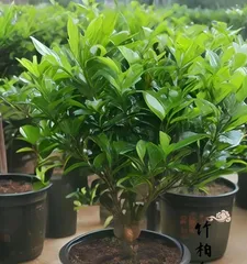 A Complete Guide to Indoor Care of Dragon Spruce (Making Your Living Space More Vibrant!)2