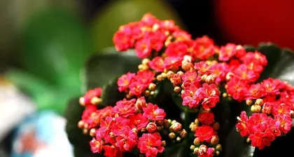 How to care for peony flowers? (Mainly water care to make the flowers more beautiful)2