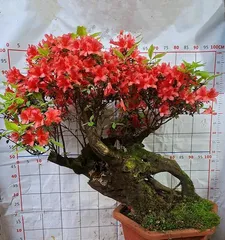 A Complete Guide to Cultivating杜鹃 bonsai (From Selection to Care, Helping You Easily Own Healthy and Beautiful Azalea Bonsai)0