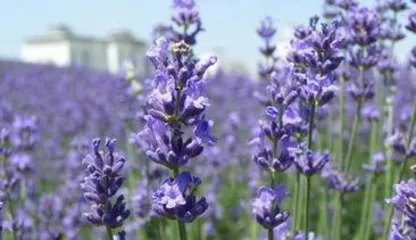What is the meaning of lavender, exploring the mysteries of lavender's meaning