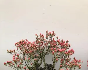 A Complete Guide to Cultivating杜鹃 bonsai (From Selection to Care, Helping You Easily Own Healthy and Beautiful Azalea Bonsai)1