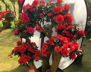 A Complete Guide to Cultivating杜鹃 bonsai (From Selection to Care, Helping You Easily Own Healthy and Beautiful Azalea Bonsai)2