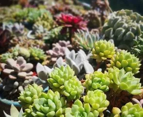 How succulents get through the summer, succulent plant summer care guide