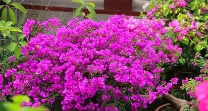 What is the reason for Bougainvillea not flowering? Analysis of the causes of Bougainvillea not blooming and care tips1