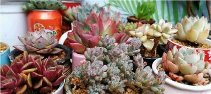 How succulents get through the summer, succulent plant summer care guide1
