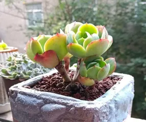 How succulents get through the summer, succulent plant summer care guide2