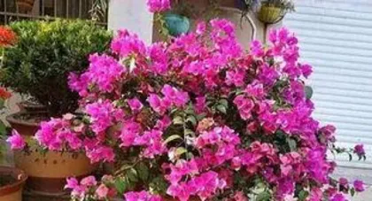 What is the reason for Bougainvillea not flowering? Analysis of the causes of Bougainvillea not blooming and care tips2