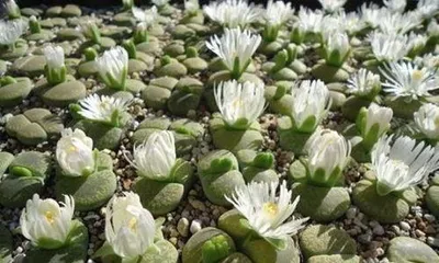 How to prevent Lithops from flowering, how to effectively control Lithops flowering