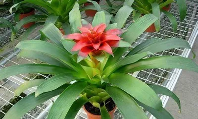 How to grow pineapple, a perfect combination of nutrition and health