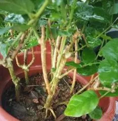 What to do if the soil for growing flowers becomes compacted? "Troubled by compacted soil? Flower care tips help you easily solve the problem"