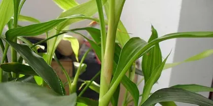 What to do if Dracaena sanderiana leaves turn yellow," Dracaena sanderiana leaves turning yellow: Causes and Solutions"