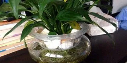 How to cultivate white掌 hydroponically, from rooting to blooming, a comprehensive care guide
