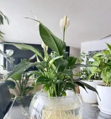How to cultivate white掌 hydroponically, from rooting to blooming, a comprehensive care guide1