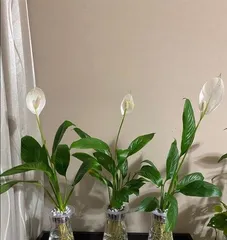 How to cultivate white掌 hydroponically, from rooting to blooming, a comprehensive care guide2