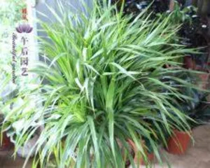 How to distinguish multiple heads on cycad seedlings, analysis of identification and cultivation techniques for multiple heads on cycad seedlings