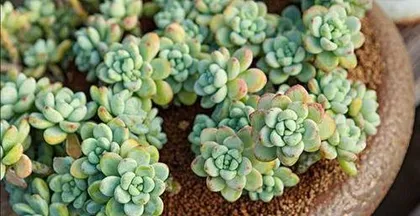 How to grow succulents to be large and fat, creating a plump and thick appearance