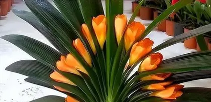 Is Clivia (Kalanchoe blossfeldiana) shade-loving or sun-loving? The cultivation method for a semi-shade and semi-sun plant