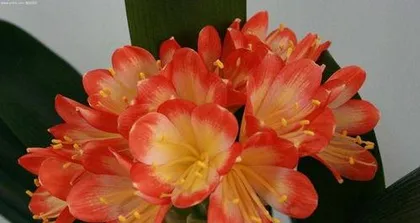 Is Clivia (Kalanchoe blossfeldiana) shade-loving or sun-loving? The cultivation method for a semi-shade and semi-sun plant1