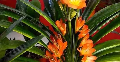 Is Clivia (Kalanchoe blossfeldiana) shade-loving or sun-loving? The cultivation method for a semi-shade and semi-sun plant2