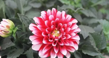 How to grow Xiaoli Hua, from soil to flowering management