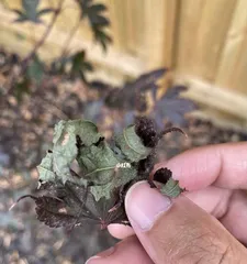 Prevention Methods for Maple Leaf Rollers (How to Effectively Control Maple Leaf Roller Disease)0