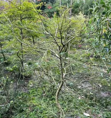 Prevention Methods for Maple Leaf Rollers (How to Effectively Control Maple Leaf Roller Disease)1