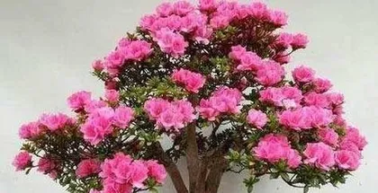 Azalea Care in Winter (How to Help Azaleas Grow Healthily in the Cold Winter)0