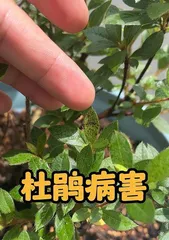 Azalea Care in Winter (How to Help Azaleas Grow Healthily in the Cold Winter)1