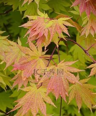 Prevention Methods for Maple Leaf Rollers (How to Effectively Control Maple Leaf Roller Disease)2