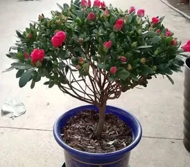 Azalea Care in Winter (How to Help Azaleas Grow Healthily in the Cold Winter)2