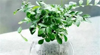 Can Chrysanthemums be grown hydroponically? Easily master the techniques and care tips for hydroponic Chrysanthemums